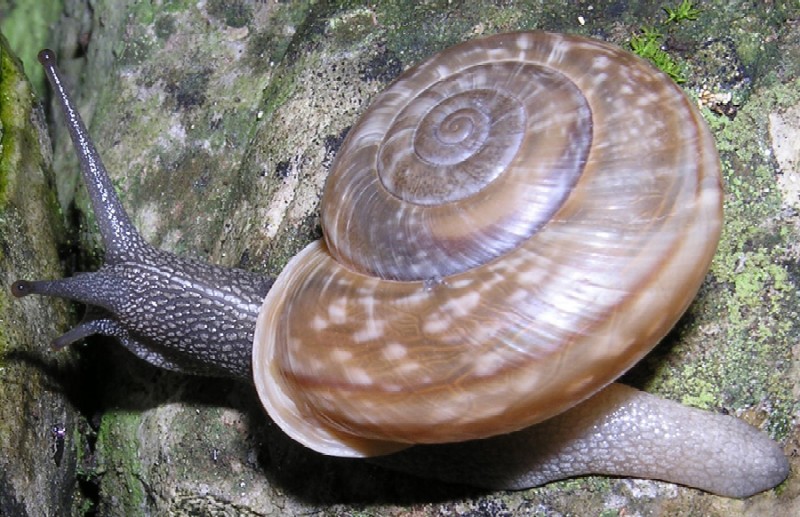 Chilostoma cingulatum (S.Studer 1820)